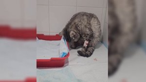 Замкнутый круг Агаты и вердикт врачей. Мы продолжаем эту борьбу! | Агата