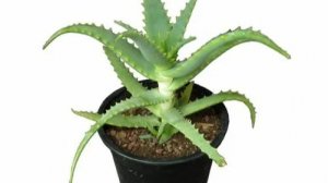 Алоэ - домашний цветок