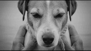 Верный Друг