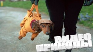 ПРИКОЛ \ ПОДБОРКА ПРИКОЛОВ Я РЖАЛ ДО СЛЕЗ, ЛУЧШИЕ ПРИКОЛЫ 2025 СМЕШНЫЕ ВИДЕО, ДЕВУШКИ , ПОДБОРКА