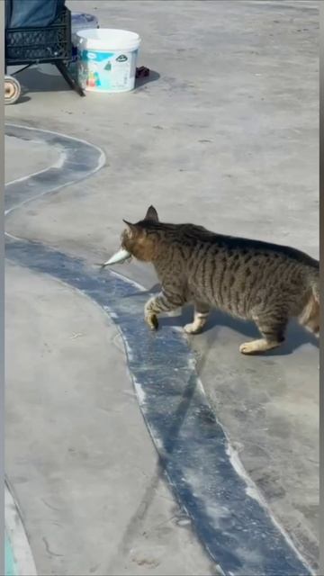 Смешные коты #97-9