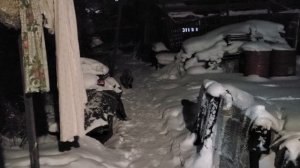 лиса 🦊 пришла за едой к нам .провери ла сарай 🤣 где куры ???