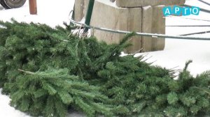 Сафоново готовится к Новому году. Установлена главная ель города.