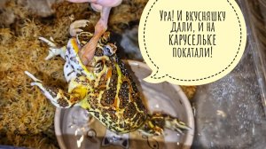 Самое прожорливое чудище в этом краю! Кормление рогатой лягушеньки.Кошку Морошку близко не подпускаю