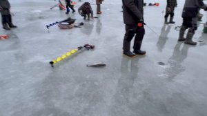 Сегодня великолепный клев