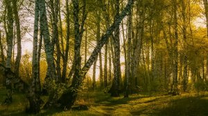 Стрим 🔴 Руся IN Пипонька AND Светочка, а также другие потужные деятели Интернета!!!!!!))))