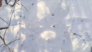 Проверка капканов часть #6,2 соболя 👍👍👍