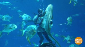 Потанцуй со мной, акула! Доброе утро. Фрагмент выпуска от 16.12.2025