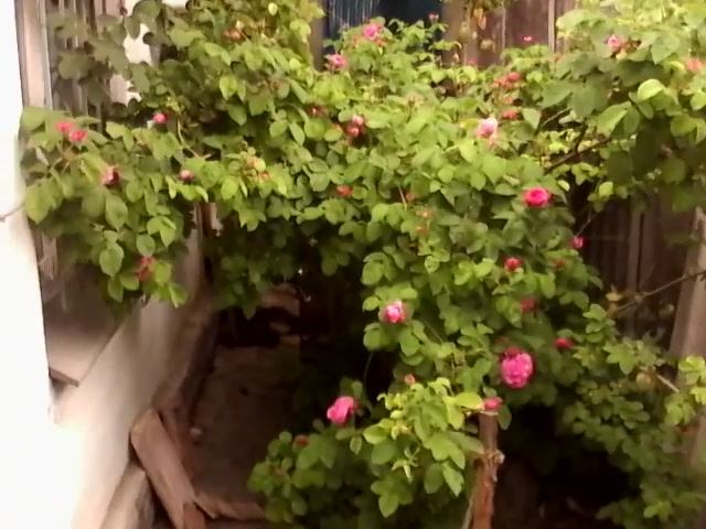 Крымская эфиромасличная роза.