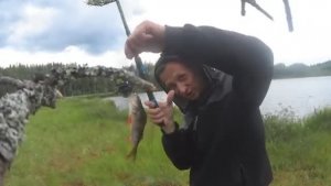 Нашёл старинную ловушку.Рыбалка на спининг на Карельской Ламбушке.Окунь посветлее.