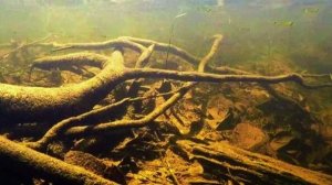 Щуренок, плотва, уклейка, жерешок.