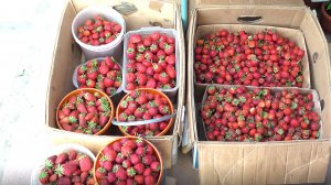 Вопросы и ответы по выращиванию клубники 2