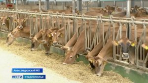Объёмы производства молока на Ставрополье растут с каждым годом