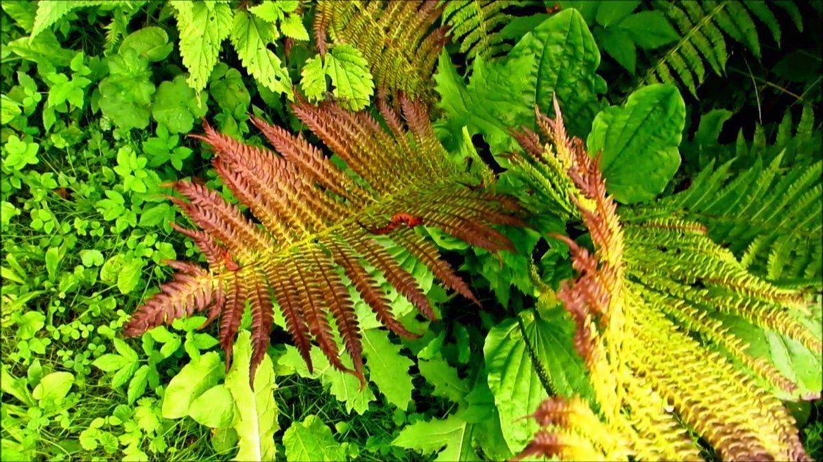 Папоротники у речушки