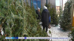 По следам браконьеров: кузбассовцам рассказали, где взять ёлку и не встретить Новый год за решёткой