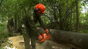 Итоги реализации программы «Здоровый и чистый лес»