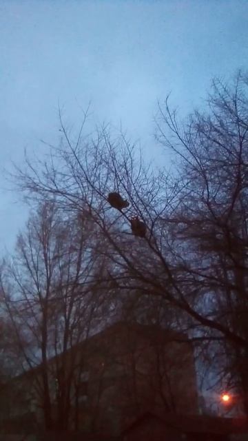 Совы. смотреть онлайн