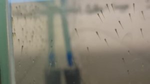 Новое с разводни. Поплыли Данио, икра Скалярий, личинка Апистограмы.