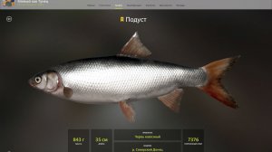 ТРОФЕЙ ПОДУСТ!!!СЕВЕРСКИЙ ДОНЕЦ - РУССКАЯ РЫБАЛКА 4