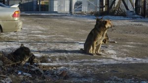 СВАЛКА МЯСА И ОГРОМНОЕ КОЛИЧЕСТВО БРОДЯЧИХ СОБАК