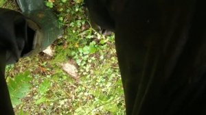 Места копа нашел много грибов ! # грибы