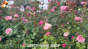 Цветы на участке и во дворе как красиво посадить фото идеи для вдохновения (202)