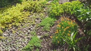 Мои почвопокровные растения.