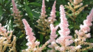 Тенелюбивый многолетник АСТИЛЬБА