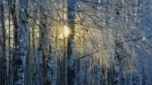 Метелица... Галины Погорельской