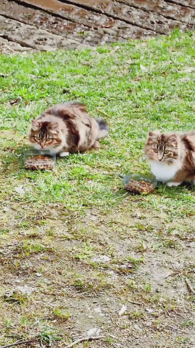 Сергей и Алиса | История двух сердец | Дачные видеозарисовки | День добрых дел | Часть 4