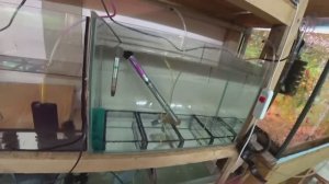 Красную Неонку на стайный нерест. Слил всех Данио, начинаю кормить.