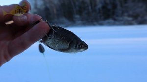 Секреты ловли щуки на жерлицы в декабре. С ними клевать будет так что забудете про всё на свете!