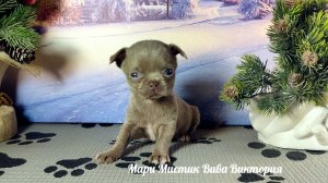 Вива Виктория #скидки до 27/12/25 вес 450 грамм #купитьминичихуахуапродаю +79215950848