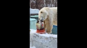Трехслойный торт на День рождения подарили медведю Алмазу