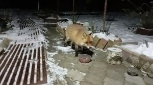 (1198) Лиса приходит в гости. Декабрь 2025