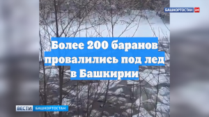 Более 200 баранов провалились под лед в Башкирии