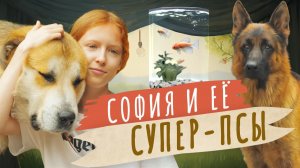 София и её супер-псы: немецкая овчарка и пиренейская горная. Мой питомец