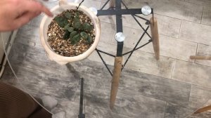 Хоя пересадка в LECHUZA лечузу пон на автополив! Кашпо своими руками для Хои!