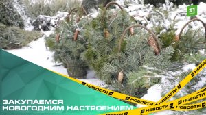 Закупаемся новогодним настроением. В Челябинске заработали елочные базары