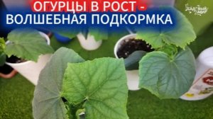ЧЕМ ПОДКОРМИТЬ ОГУРЦЫ НА ПОДОКОННИКЕ. ОГУРЦЫ РАСТУТ КАК НА ДРОЖЖАХ И ПРОСЯТ ДОБАВКИ