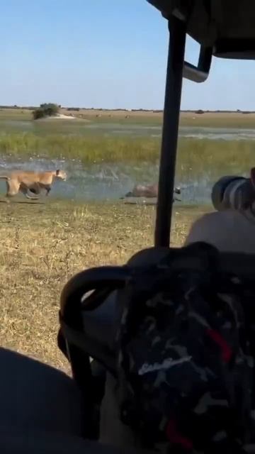 Дикий кабан удирает от львицы. Пумба беги...