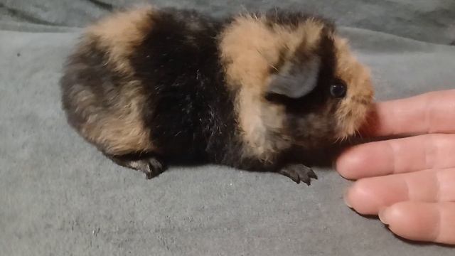 американский тедди чёрный с кремом (возраст 1 месяц), питомник ZLATO VLASKA