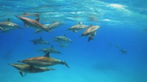 МУЗЫКА, ЧТО НАПОЛНЯЕТ СЕРДЦЕ СВЕТОМ!