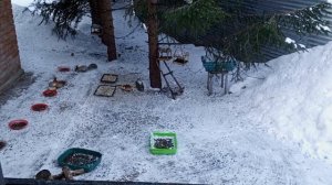 белки обедают