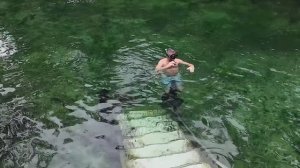 Поплавал с Ламантинами во Флориде - (PGLive)