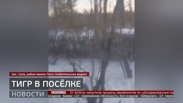 Тигр в посёлке. Новости. 17/12/2025. GuberniaTV