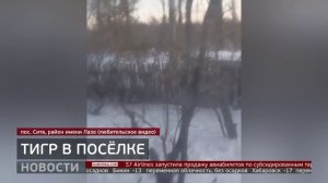 Тигр в посёлке. Новости. 17/12/2025. GuberniaTV
