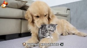 Котята и щенята 🐈🐶 Кошки и собаки 🤗 Милое видео про животных (26)