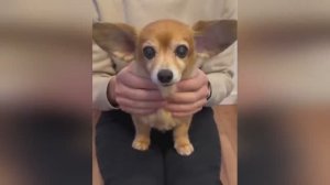 Смешные собаки и коты (ч. 3)