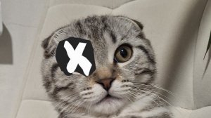 укрди брейнрот